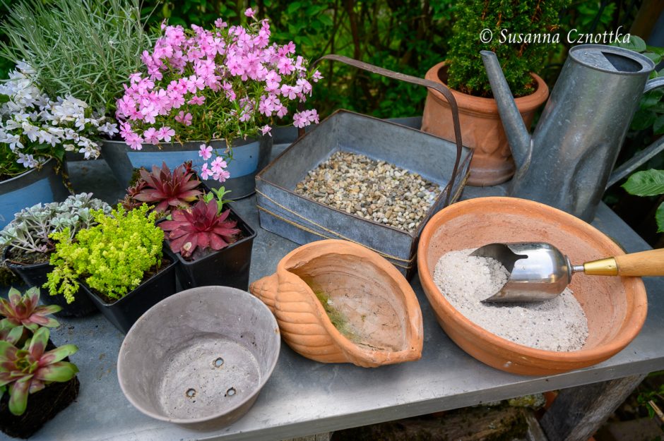Gartendekorationen mit Hauswurzen (Sempervivum) Einfach Garten