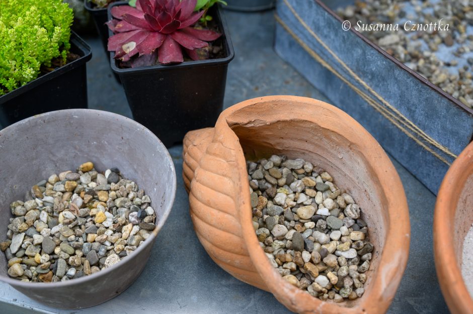 Gartendekorationen mit Hauswurzen (Sempervivum) Einfach Garten