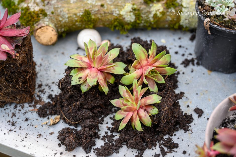 Gartendekorationen mit Hauswurzen (Sempervivum) Einfach Garten