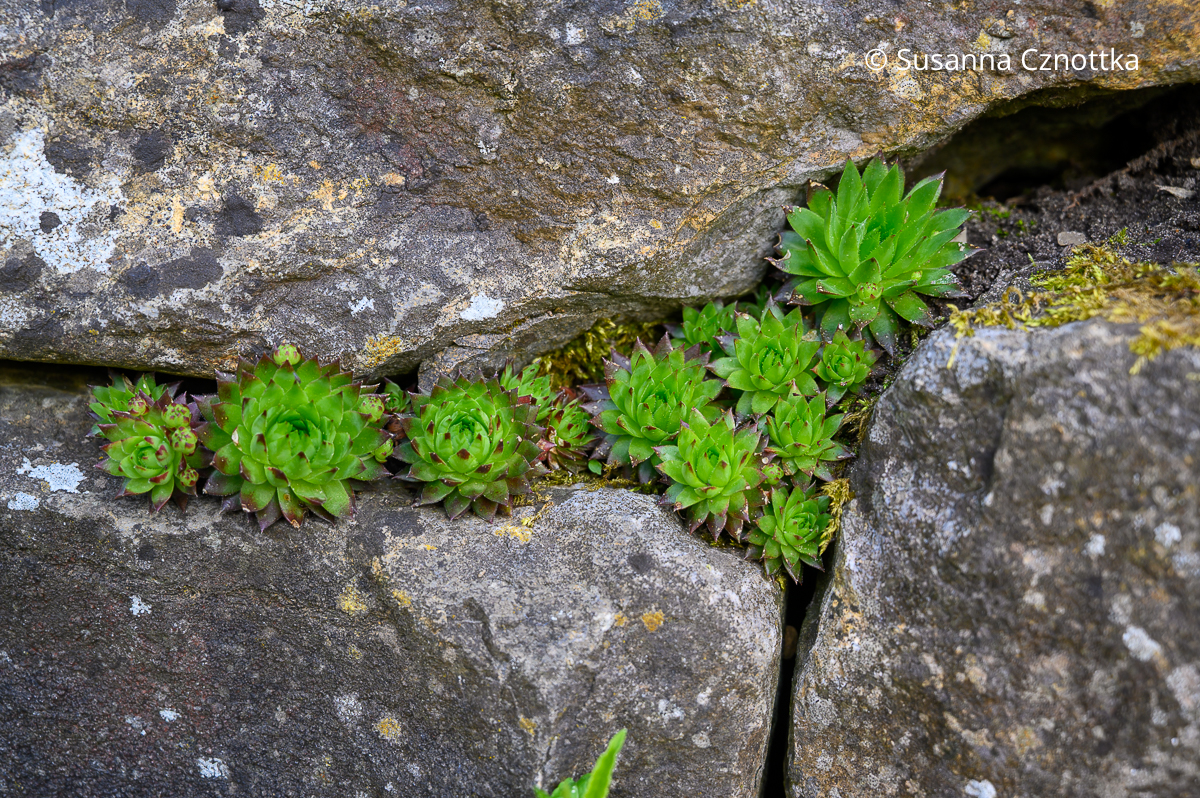Haus- oder Dachwurz (Sempervivum) in einer Trockenmauer Haus- oder Dachwurz (Sempervivum) in einer Trockenmauer