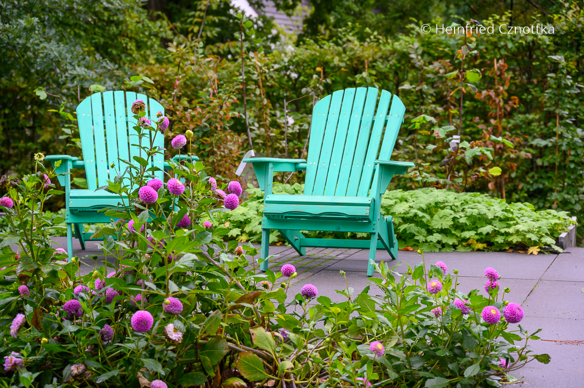 Pinke Dahlien und türkise Adirondack Stühle: eine tolle Farbkombination