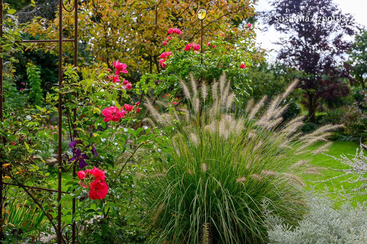 Blütenwalzen des Lampenputzergrases (Pennisetum alopecuroides) 'Hameln' und Rosenblüten im Herbst