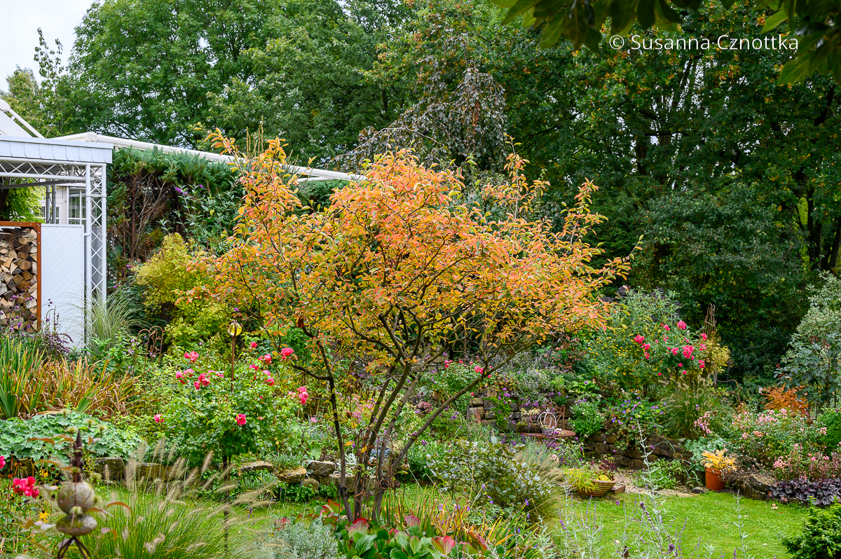Kupfer-Felsenbirne (Amelanchier lamarckii): die Herbstfärbung