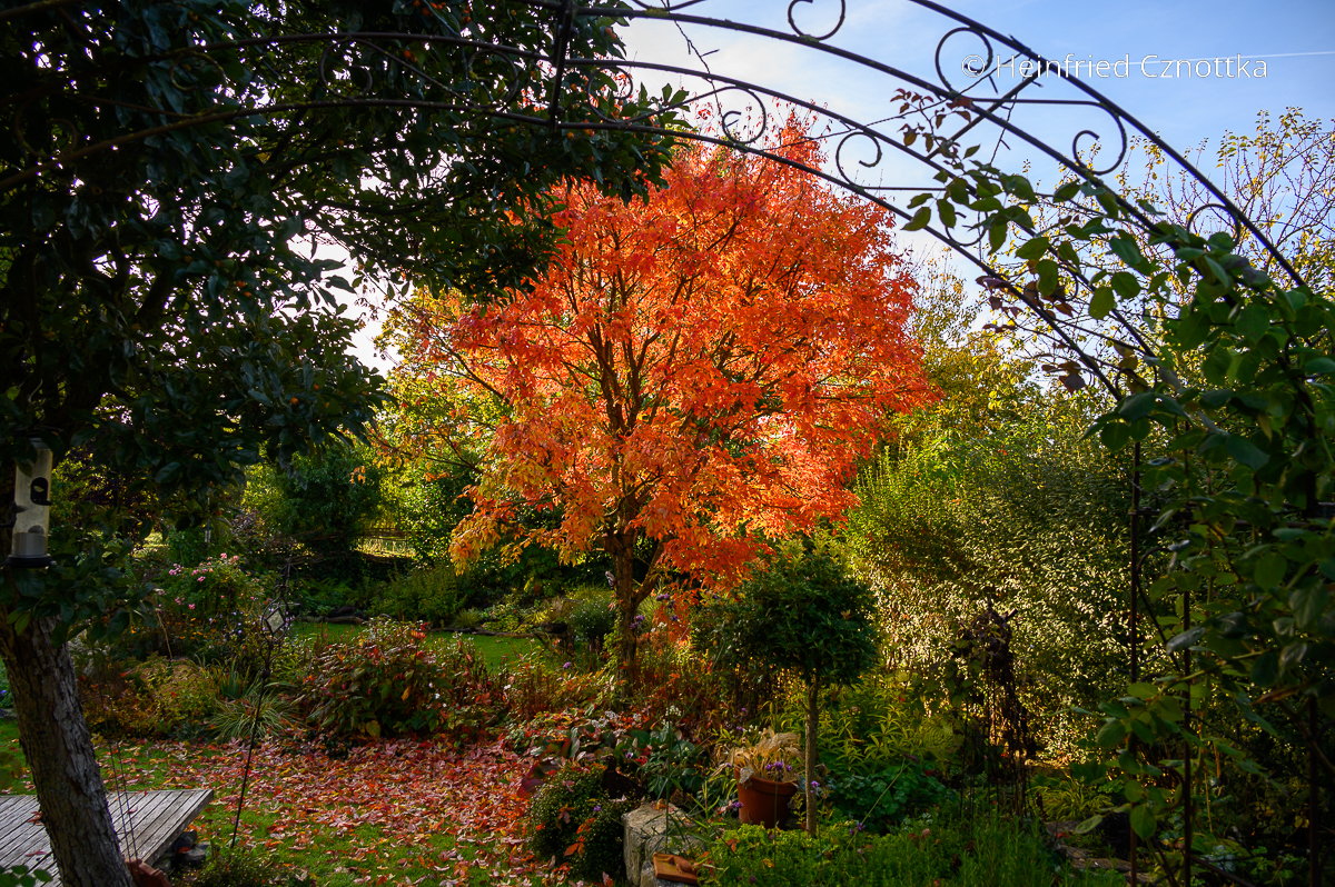 Orange im Garten: die Herbstfärbung des Dreiblütigen Ahorns (Acer triflorum)
