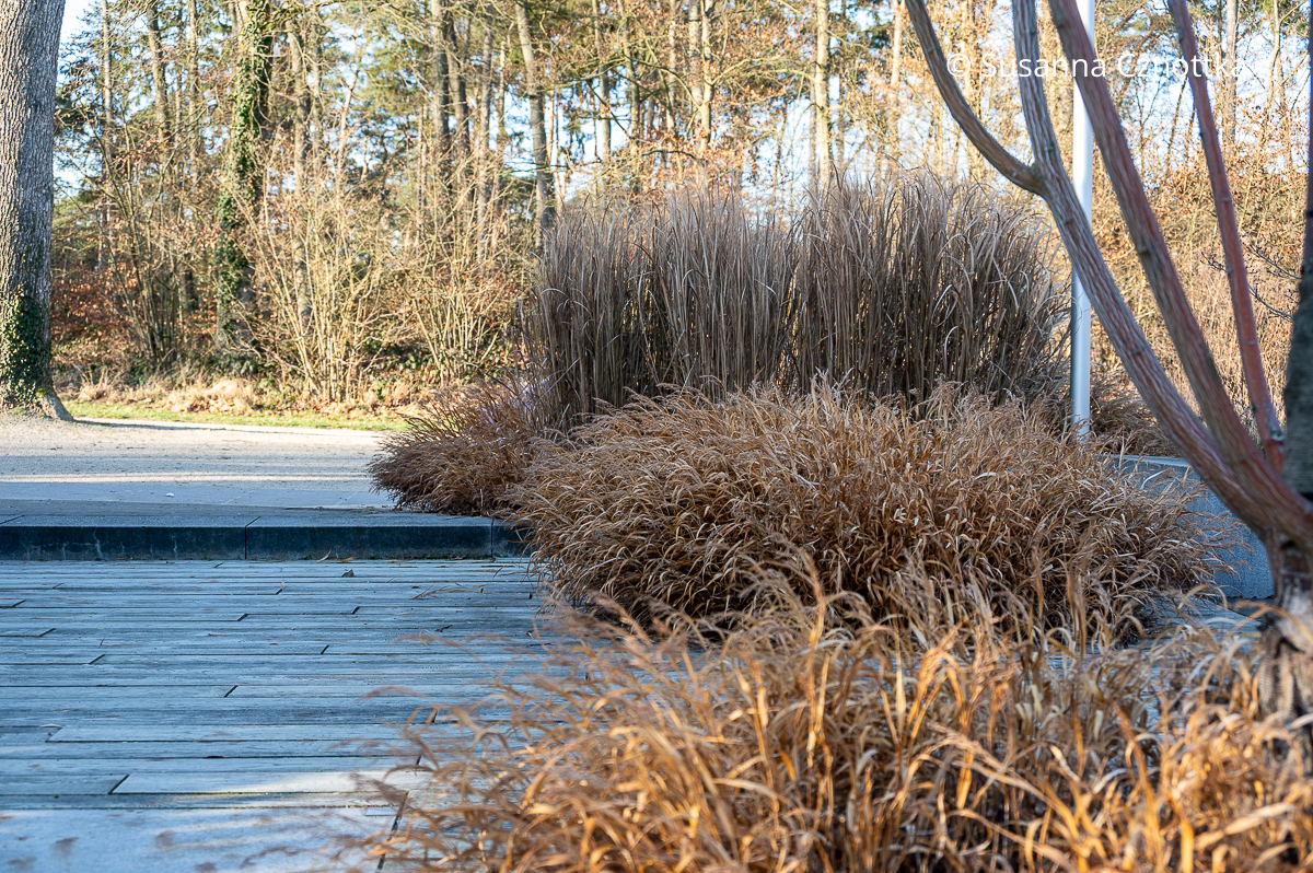 Schöner Garten im Winter: Braune Hsalme des Japan-Berggrases (Hakonechloa macra) und straff aufrechter Gräser im Hintergrund