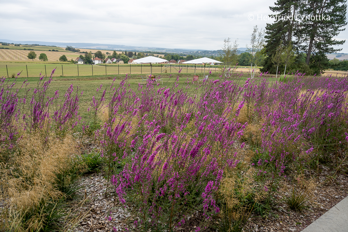 Blick vom Panoramaweg der Landesgartenschau Bad Nenndorf in die Landschaft Blick vom Panoramaweg der Landesgartenschau Bad Nenndorf in die Landschaft. Im Vordergrund ein Beet mit Gräsern und pinkem Blut-Weiderich
