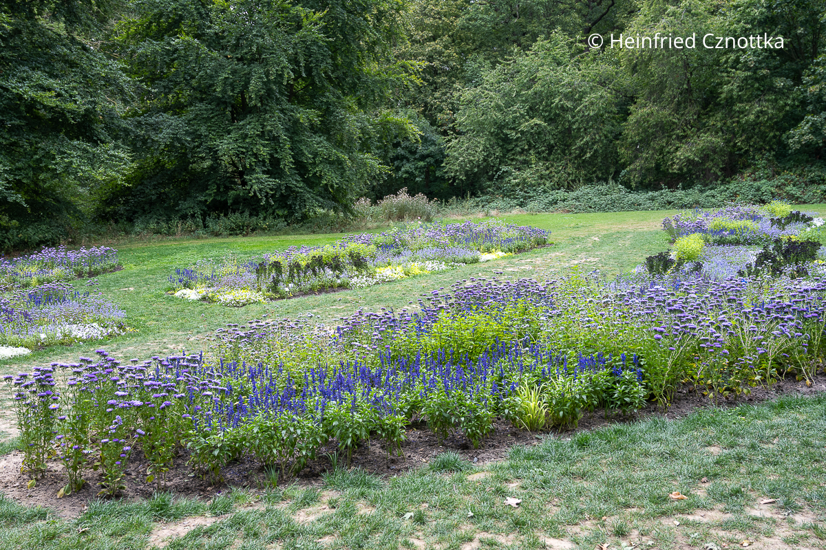 Bänder aus Pflanzen mit blauen und violetten Blüten unter dem Motto "Blaues Gold" Bänder aus Pflanzen mit blauen und violetten Blüten vor einer Waldkulisse
