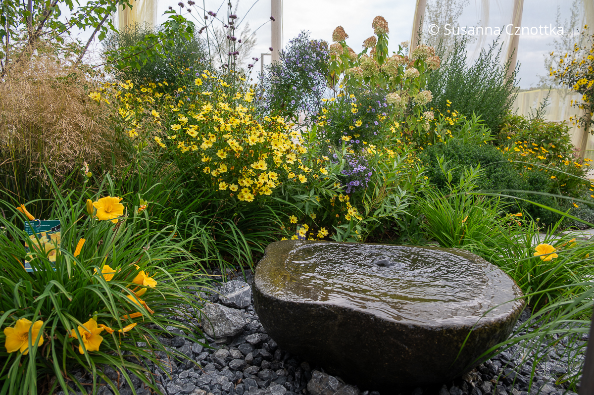 Taglilie (Hemerocallis-Hybride) 'Stella d' Oro' und Netzblatt-Mädchenauge (Coreopsis verticillata) 'Moonbeam' im Beet mit Quellstein Taglilie (Hemerocallis-Hybride) 'Stella d' Oro' und Netzblatt-Mädchenauge (Coreopsis verticillata) 'Moonbeam' in einem Beet mit Quellstein