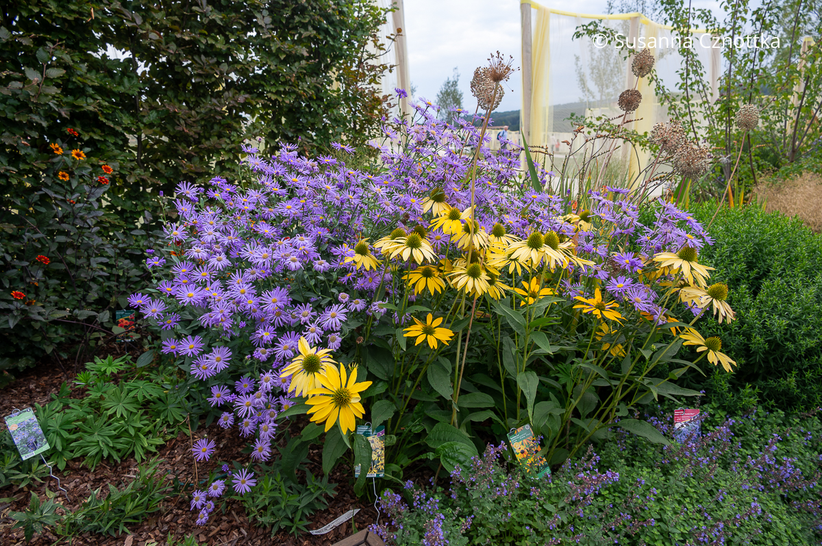 Stauden kombinieren: Thomson's Aster (Aster thomsonii) und Scheinsonnenhut (Echinacea purpurea) 'Leilani' Staudenkombination aus violetter Thomson's Aster (Aster thomsonii) und gelbem Scheinsonnenhut (Echinacea purpurea) 'Leilani'