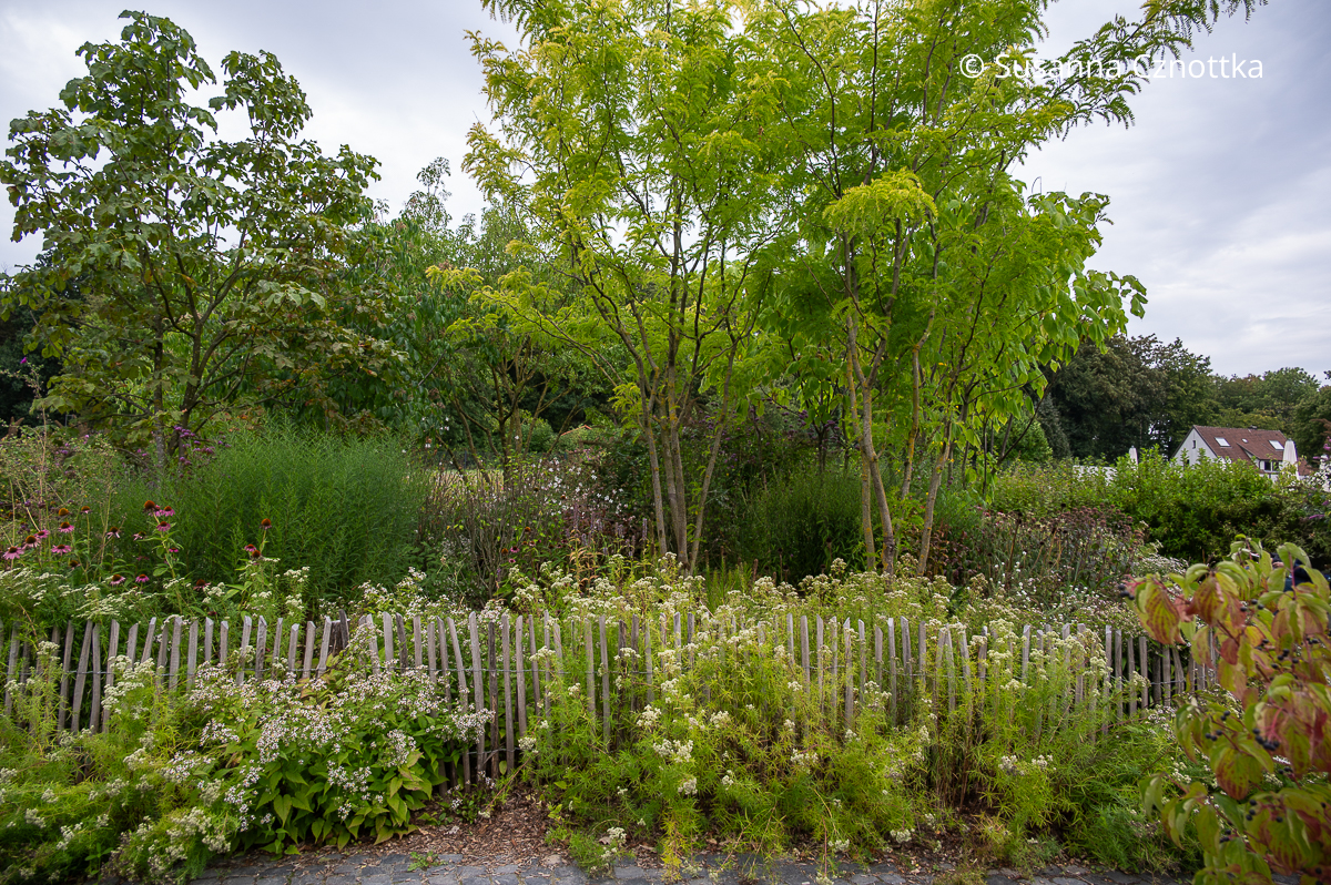 Sommerblühende Gehölze: Bienen-Baum (Tetradium daniellii), Trompetenbaum (Catalpa bignonioides) und eine Gold-Gleditschie (Gleditsia triaccanthos 'Sunburst') in einem Garten für Insekten Sommerblühende Gehölze: Bienen-Baum (Tetradium daniellii), Trompetenbaum (Catalpa bignonioides) und eine Gold-Gleditschie (Gleditsia triaccanthos 'Sunburst') in einem Garten für Insekten