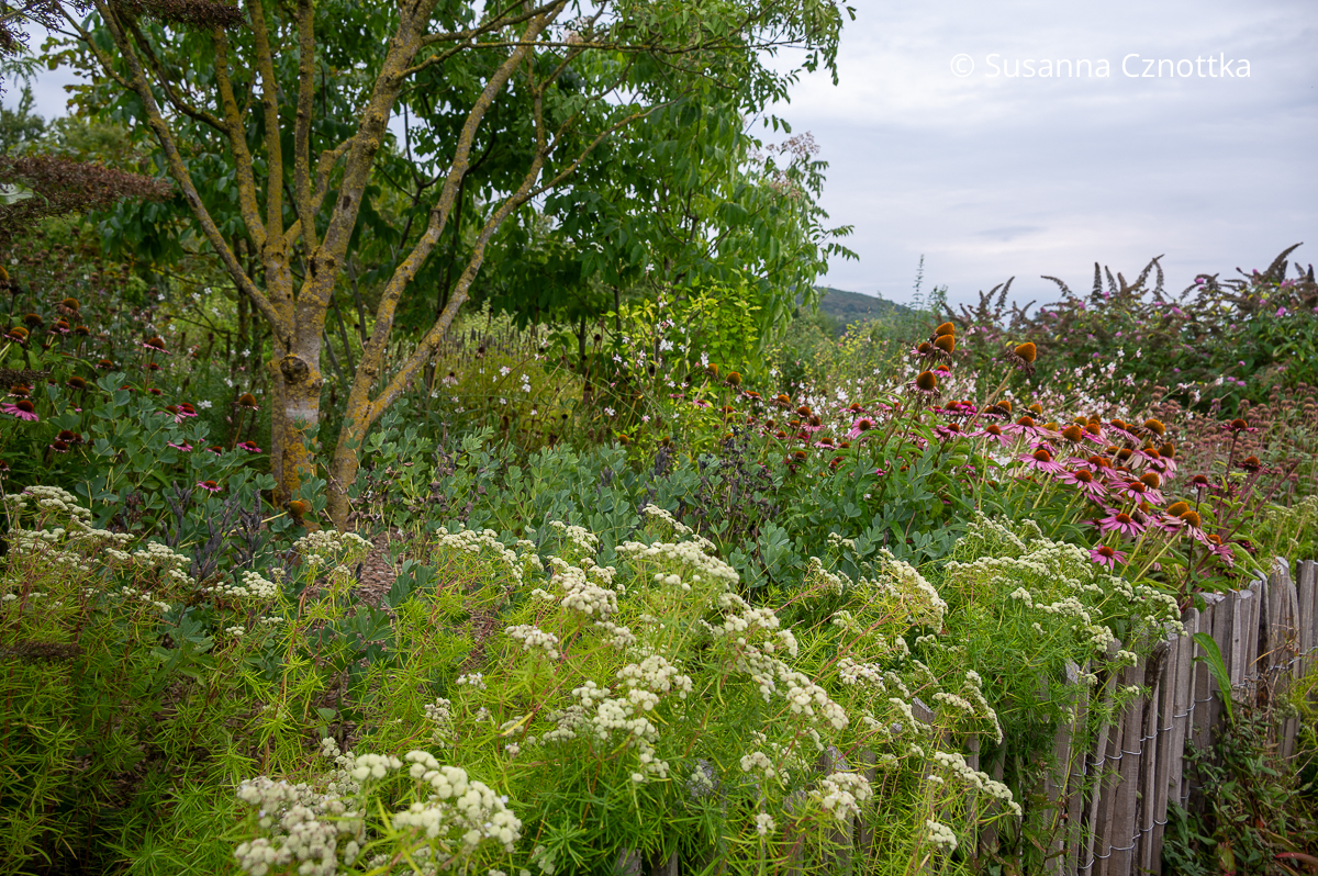 Roter Scheinsonnenhut und Amerikanische Bergminze (Pycnanthemum tenuifolium) in einem Garten Roter Scheinsonnenhut und Amerikanische Bergminze (Pycnanthemum tenuifolium) mit cremeweißen Blüten in einem Garten