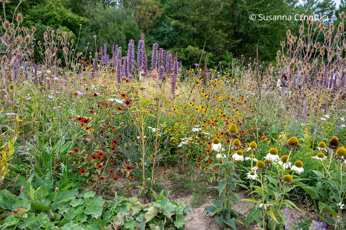 Ein buntes Sommerbeet mit Stauden Ein buntes Sommerbeet mit Stauden