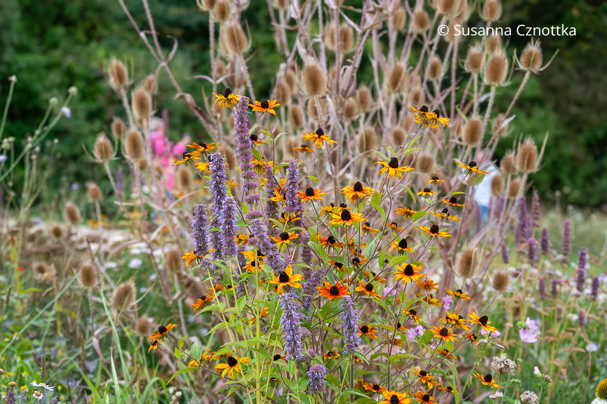 Sommerbeet gestalten: Wilde Karde (Dipsacus fullonum), Duftnessel (Agastache) und Oktober-Sonnenhut (Rudbeckia triloba) Sommerbeet gestalten: Wilde Karde (Dipsacus fullonum), Duftnessel (Agastache) und Oktober-Sonnenhut (Rudbeckia triloba)