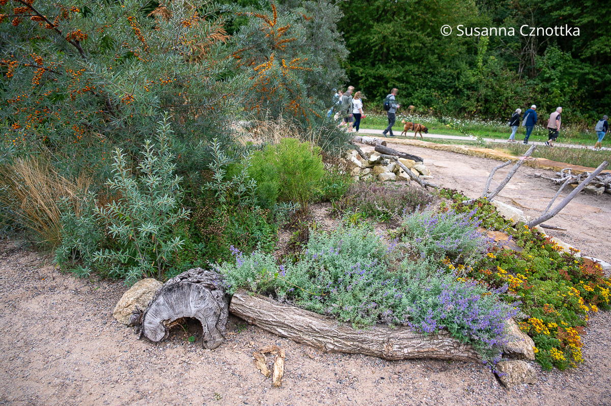 Totholz, Katzenminze und Sanddorn (Hippophae rhamnoides) in einem Garten für Reptilien Totholz, Katzenminze und Sanddorn (Hippophae rhamnoides) in einem Garten für Reptilien