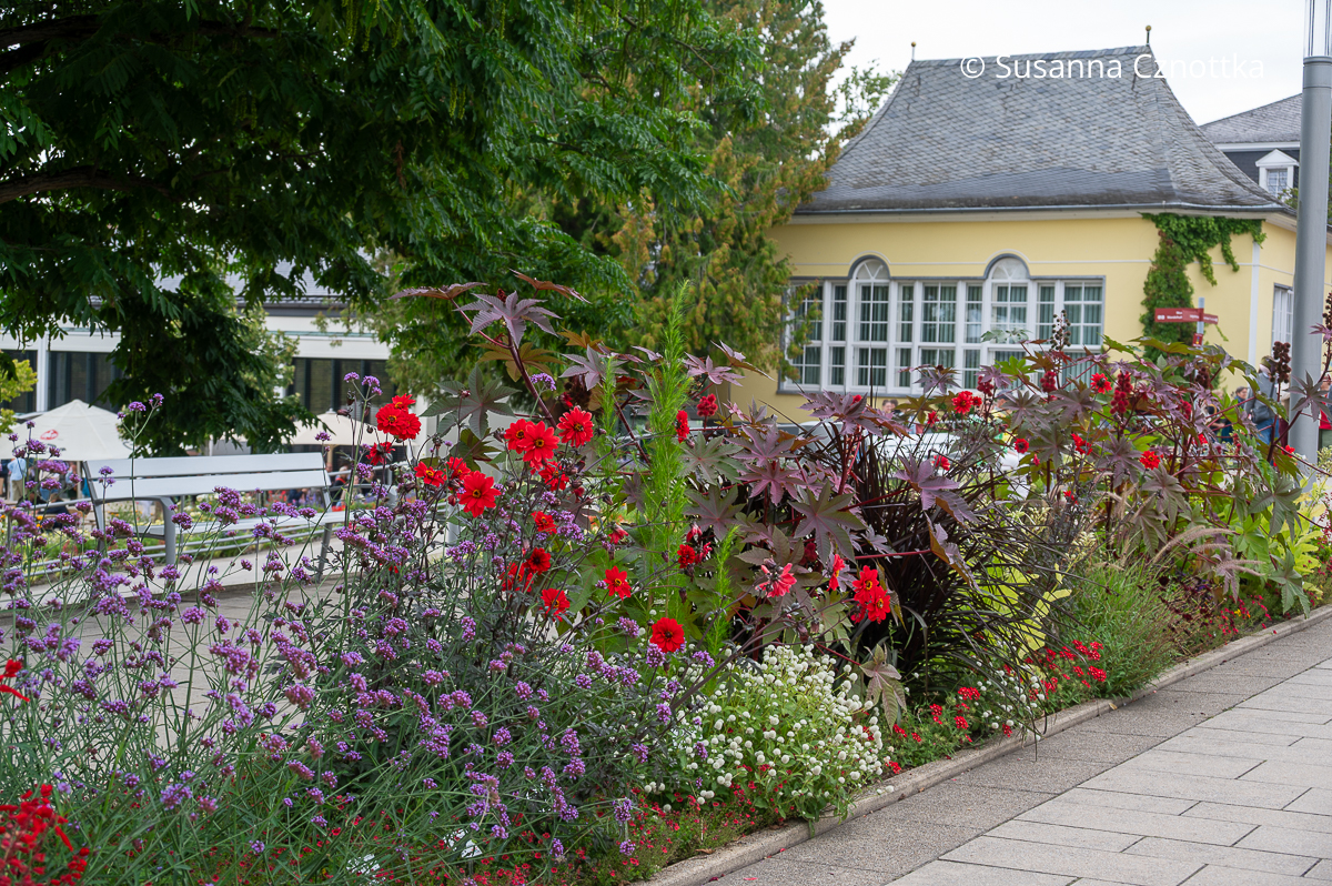 Wechselflor und das historische Haus Kassel in Bad Nenndorf Wechselflor mit Argentinischem Eisenkraut (Verbena bonariensis), Wunderbaum (Ricinus communis) und roten Dahlien vor dem historischen Haus Kassel in Bad Nenndorf