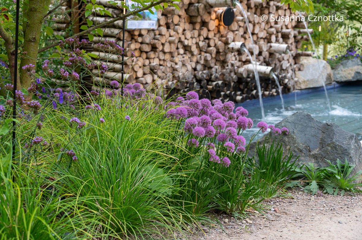 Berg-Lauch (Allium senescens) in einem Schaugarten Berg-Lauch (Allium senescens) in einem Schaugarten