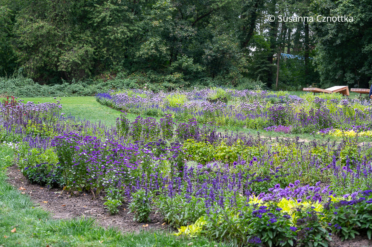 Glockenblumen, Storchschnabel, Astern, Mehl-Salbei (Salvia farinacea) und andere blau blühende Stauden Glockenblumen, Storchschnabel, Astern, Mehl-Salbei (Salvia farinacea) und andere blau blühende Stauden