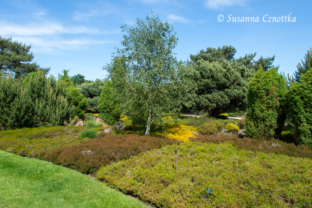 Heidelandschaft im Park der Gärten in Bad Zwischenahn