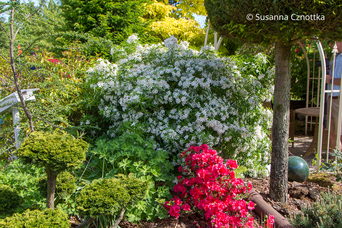 Weiß blühende Orangenblume (Choisya ternata) und roter Rhododendron