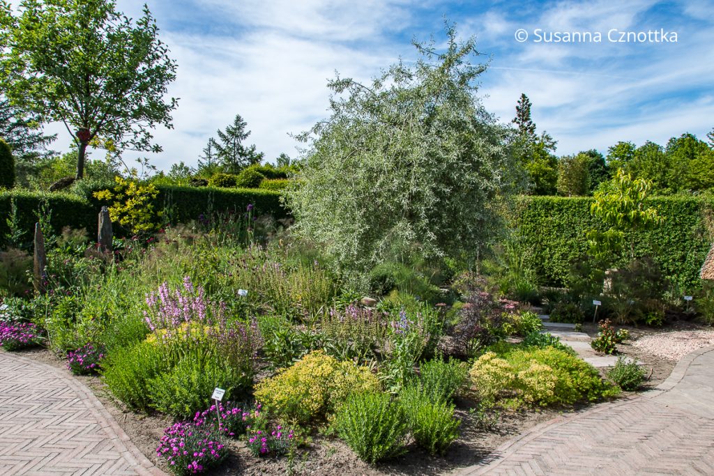 Ein kleiner Baum mit mediterraner Wirkung: die Weidenblttrige Birne (Pyrus  salicifolia)  Einfach Garten