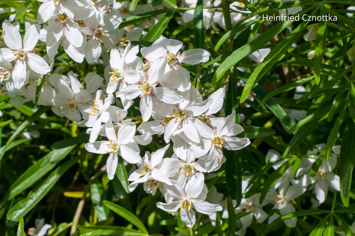 Weiße duftende Blüten der Orangenblume (Choisya ternata) 