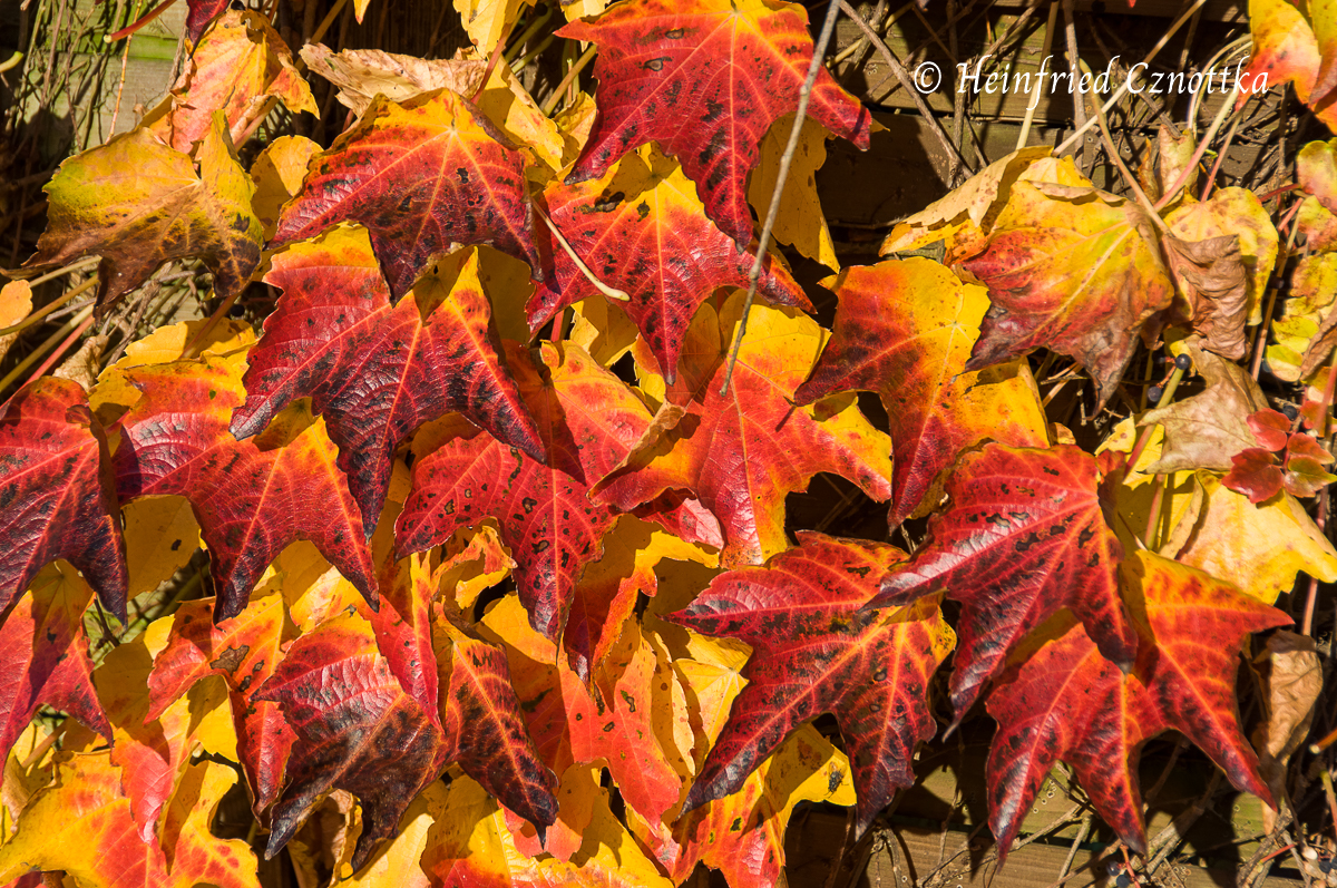 Herbstfärbung des Wilden Weins (Parthenocissus tricuspidata)