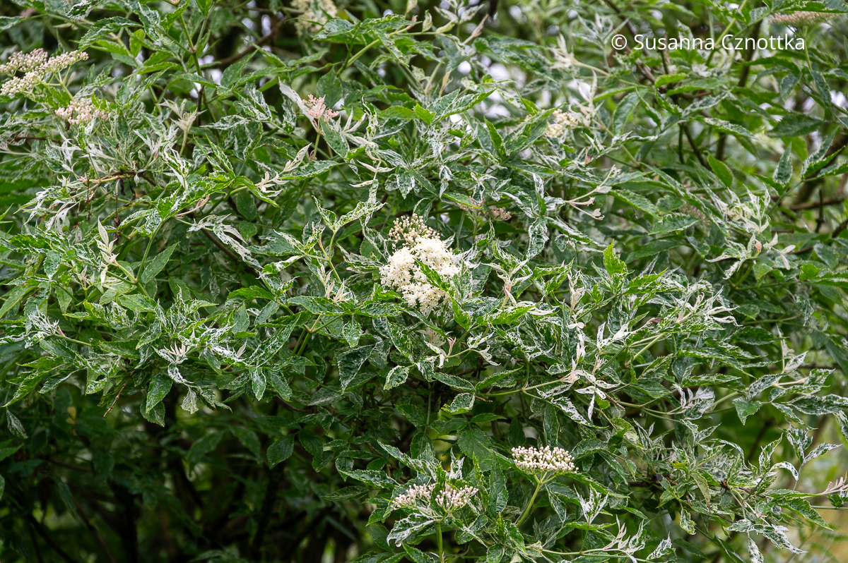 Schwarzer Holunder (Sambucus nigra) 'Pulverulenta' mit weißbunten Blättern und weißen Blüten Schwarzer Holunder (Sambucus nigra) 'Pulverulenta' mit weißbunten Blättern und weißen Blüten