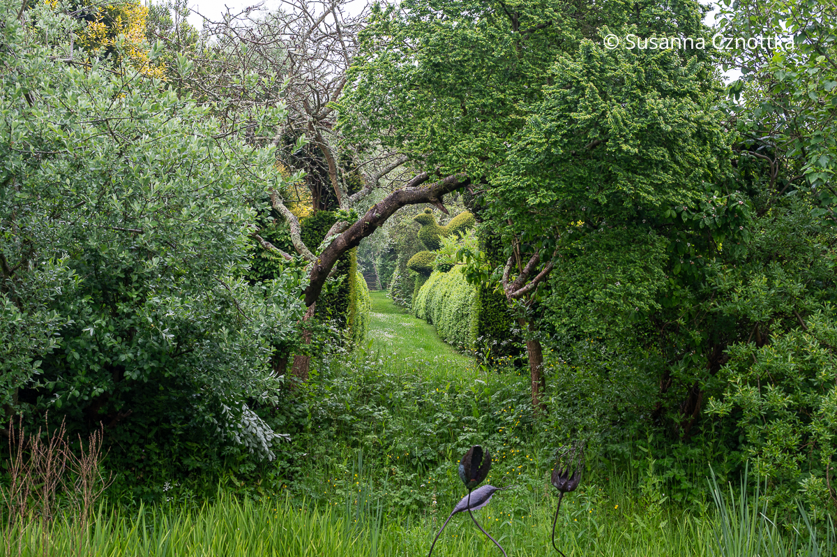 Sichtachse im Garten: Eine Formschnittfigur an einem Rasenweg