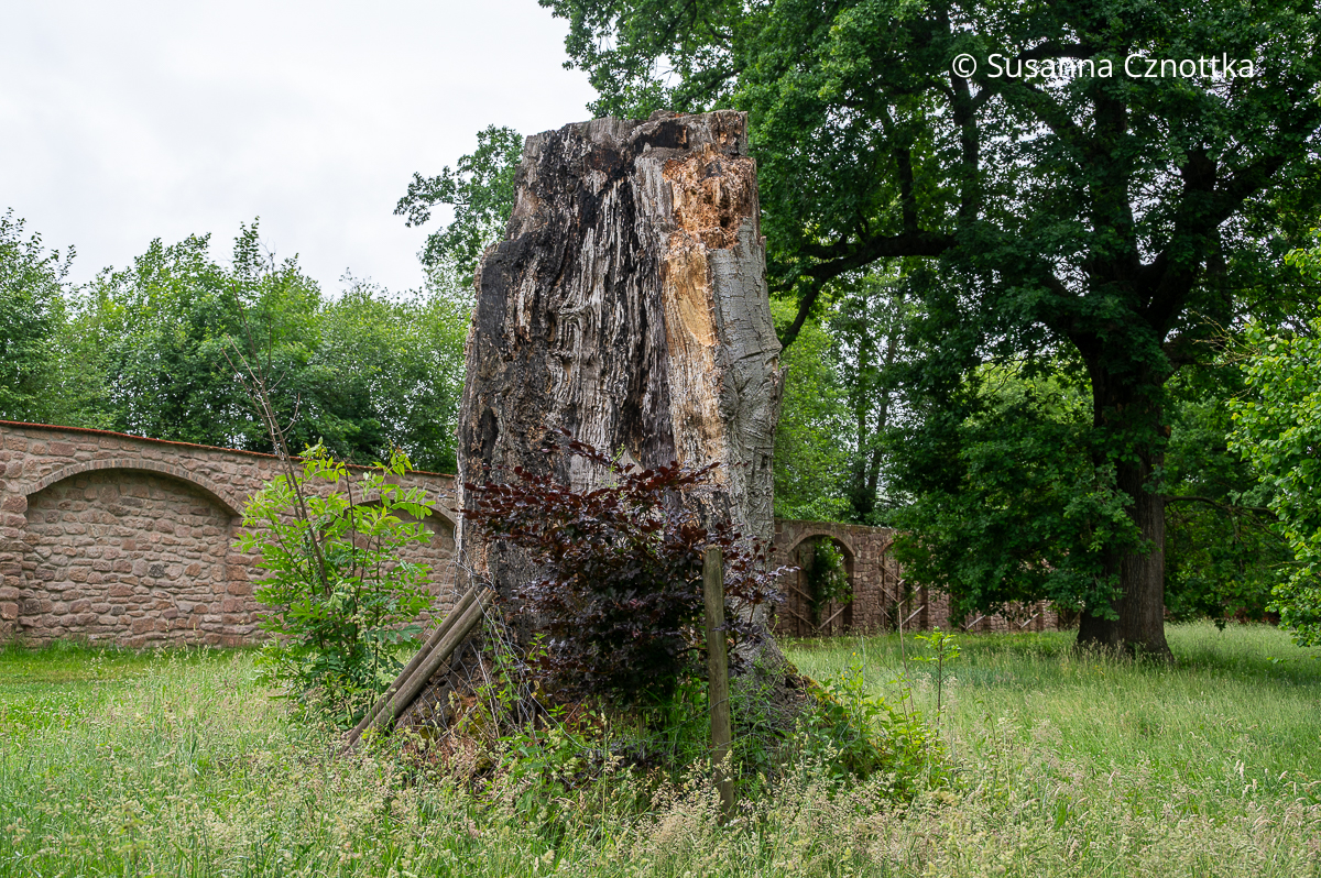 Eine junge Blutbuche (Fagus sylvatica f. purpurea) vor dem Stumpf einer drei- bis vierhundert Jahre alten Blutbuche