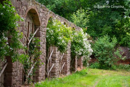 Weiße Kletterrosen in den Nischen einer restaurierten alten Gartenmauer