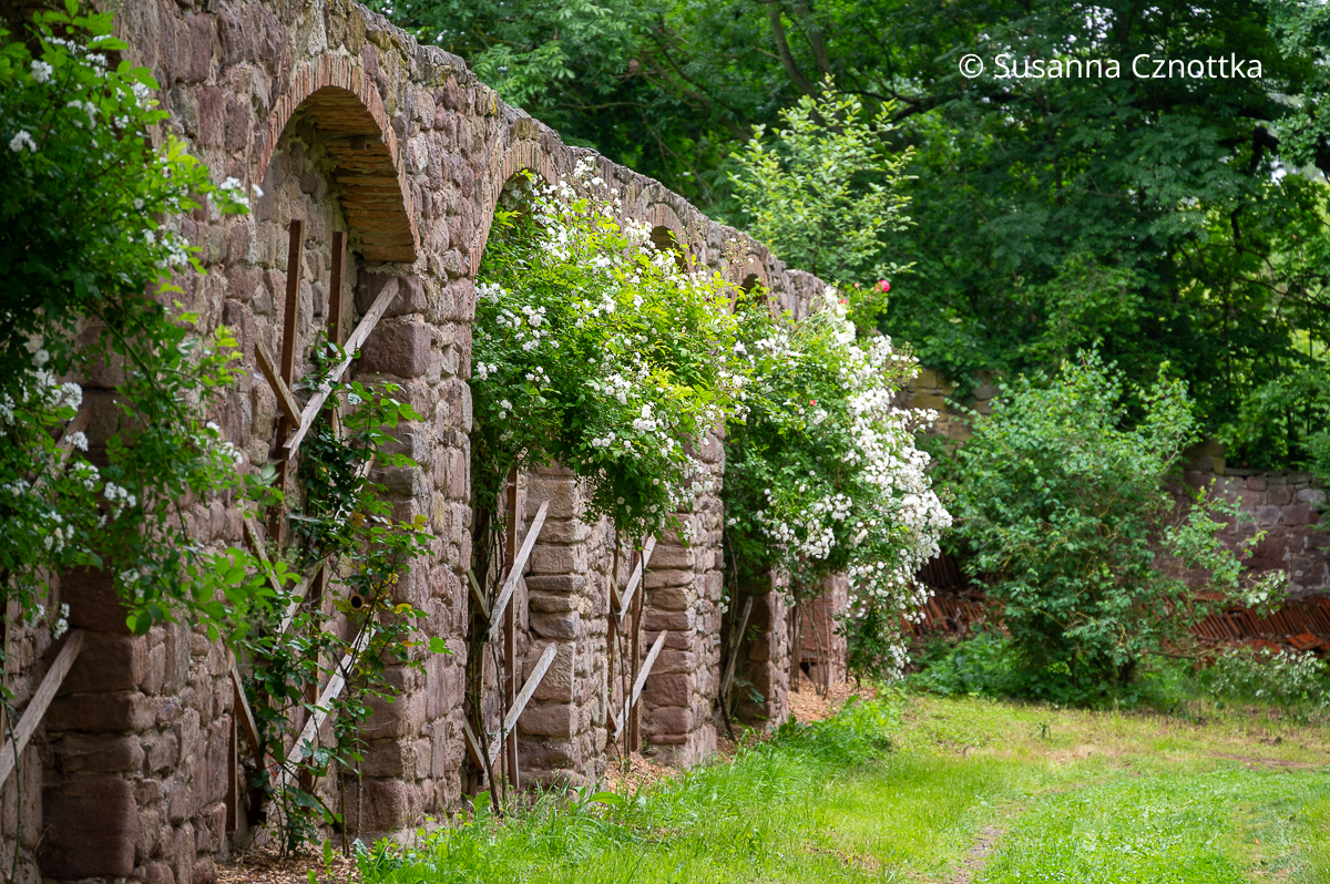 Weiße Kletterrosen in den Nischen einer restaurierten alten Gartenmauer