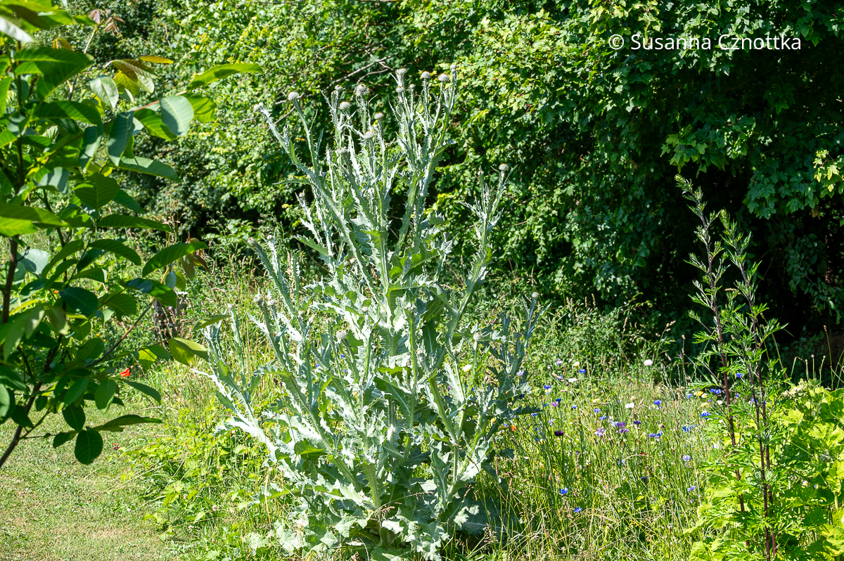 Eselsdistel (Onopordum acanthium) Eselsdistel (Onopordum acanthium) mit hellgrauen Blättern
