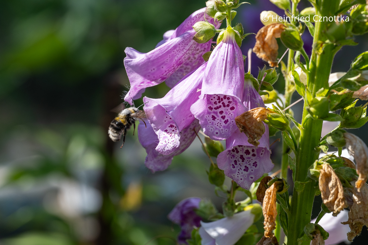 Eine Hummel im Anflug auf die Blüten des Fingerhuts (Digitalis purpurea) Eine Hummel im Anflug auf die Blüten des Fingerhuts (Digitalis purpurea)
