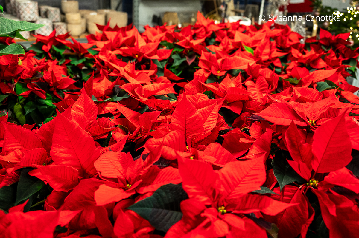 Rote Weihnachtssterne (Euphorbia pulcherrima) Rote Weihnachtssterne (Euphorbia pulcherrima)