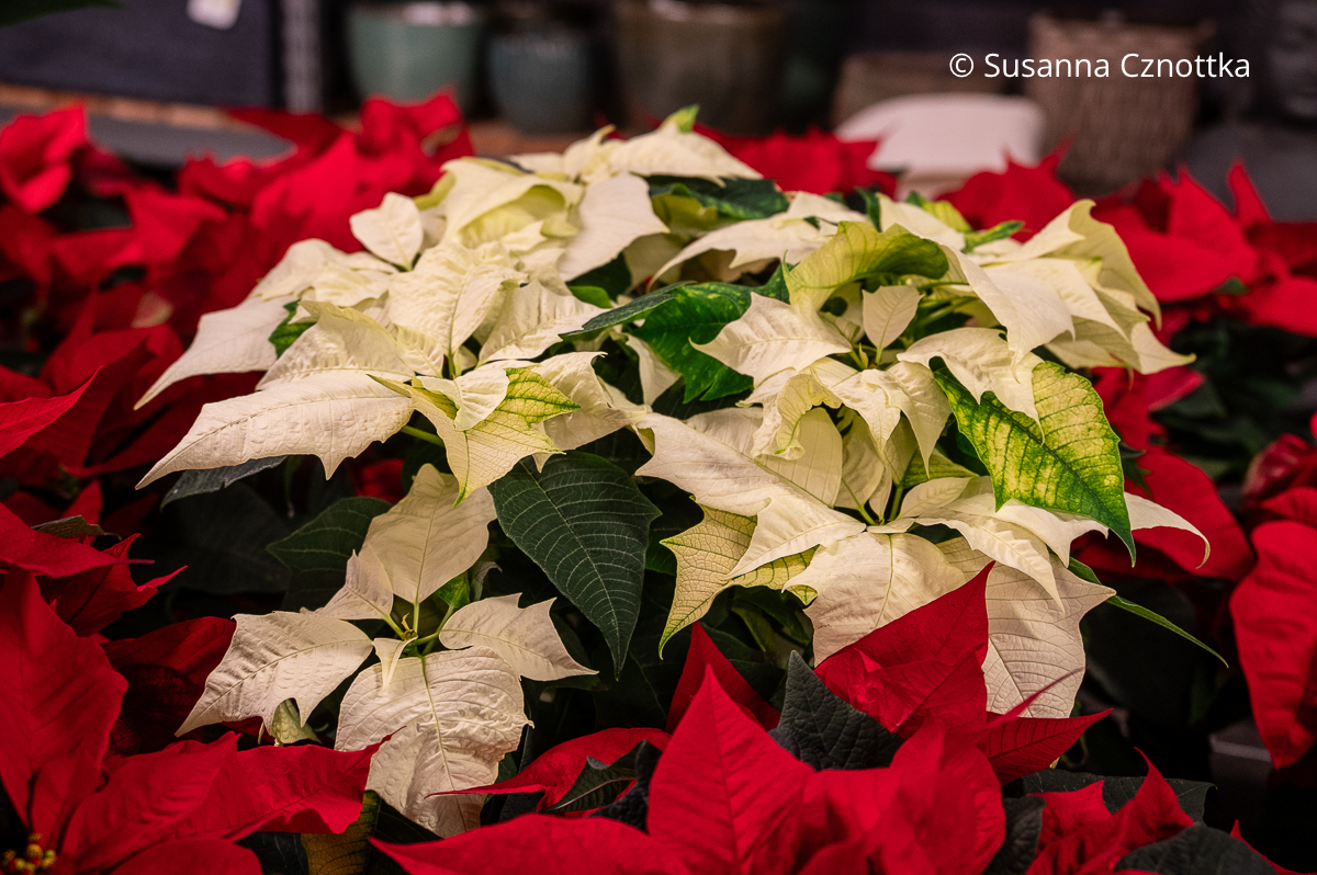 Weihnachtssterne (Euphorbia pulcherrima) in Weiß und Rot Weihnachtssterne (Euphorbia pulcherrima) in Weiß und Rot