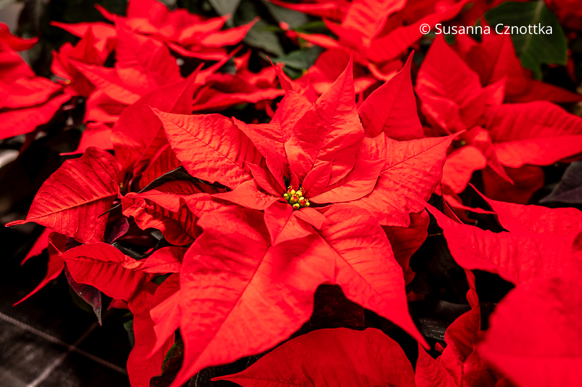 Rote Weihnachtssterne (Euphorbia pulcherrima) Rote Weihnachtssterne (Euphorbia pulcherrima)