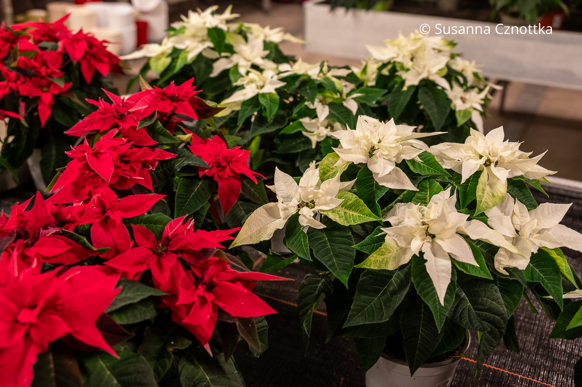 Weihnachtssterne (Euphorbia pulcherrima) in Weiß und Rot Weihnachtssterne (Euphorbia pulcherrima) in Weiß und Rot