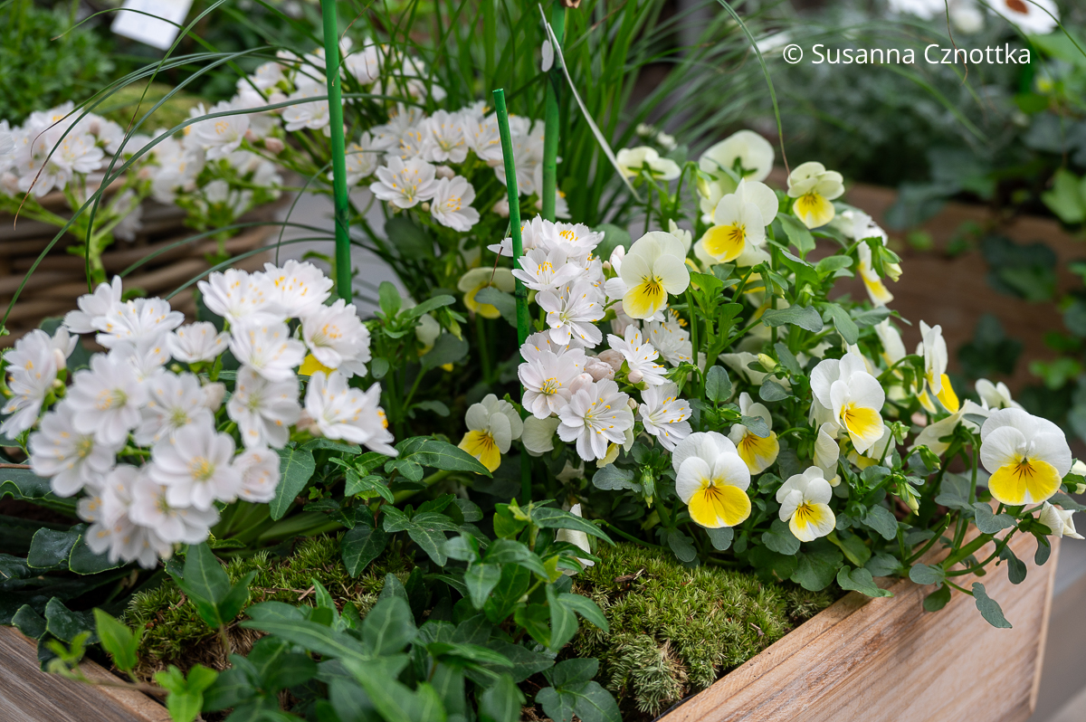 Pflanzen kombinieren: gelb-weiße Horn-Veilchen mit weißer Bitterwurz (Lewisia cotyledon) und Efeu