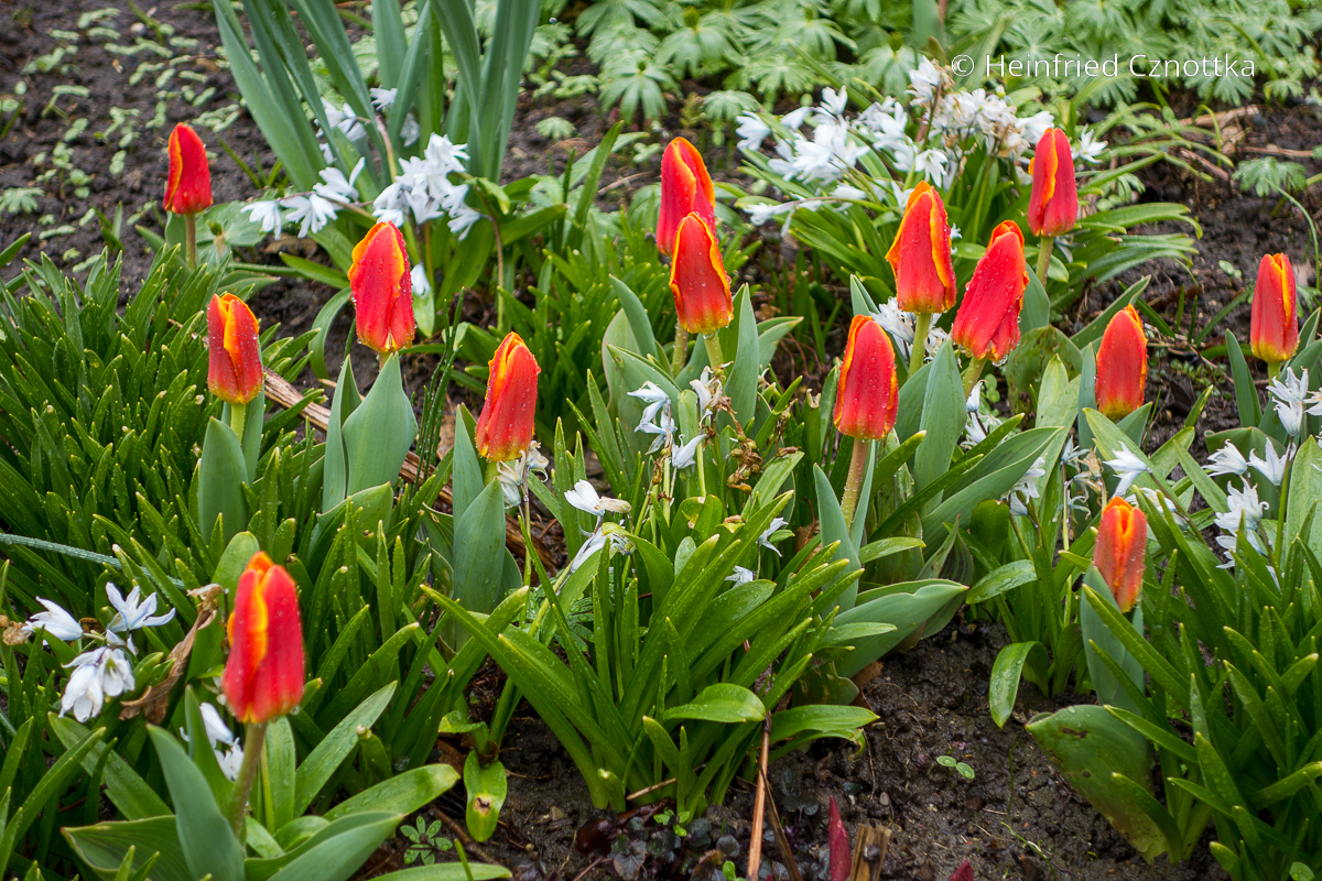 Kaufmanniana- oder Seerosen-Tulpe (Tulipa kaufmanniana) 'Early Harvest'