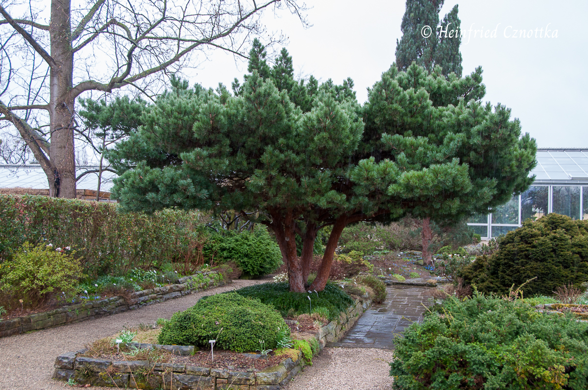 Akzentpflanze: Silberkiefer (Pinus sylvestris) 'Watereri' (Berggarten Hannover)