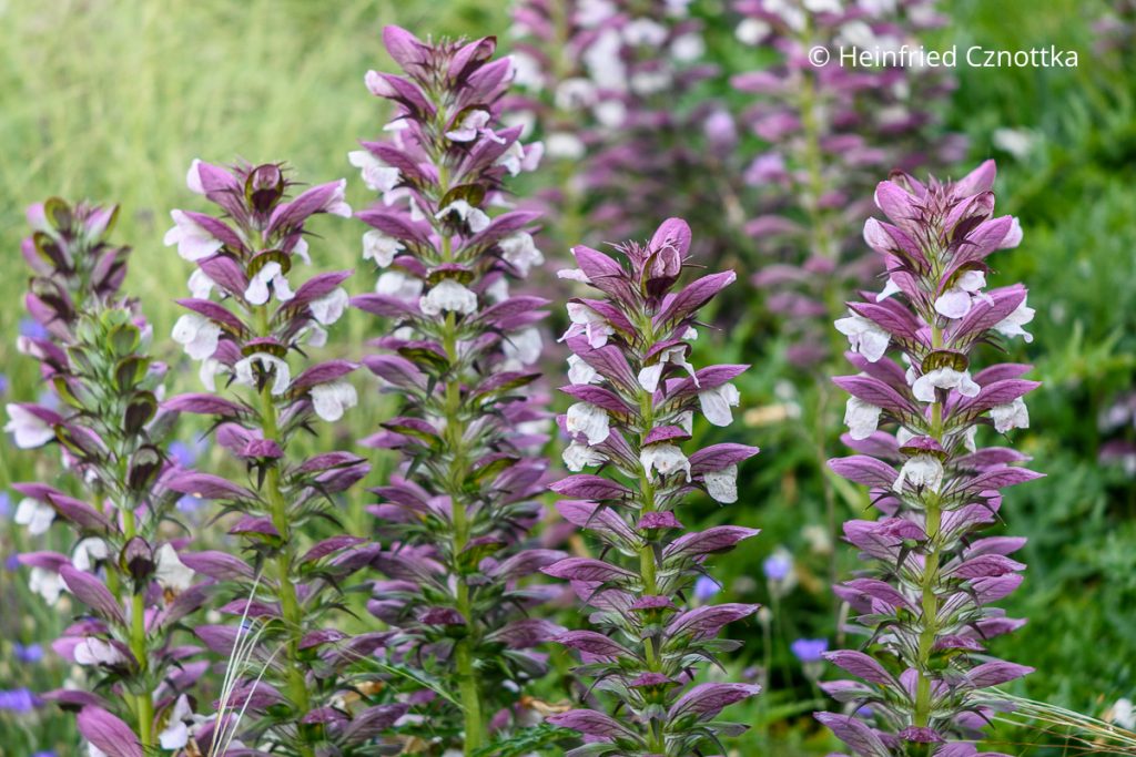 Blüten des Balkan-Bärenklaus (Acanthus hungaricus)