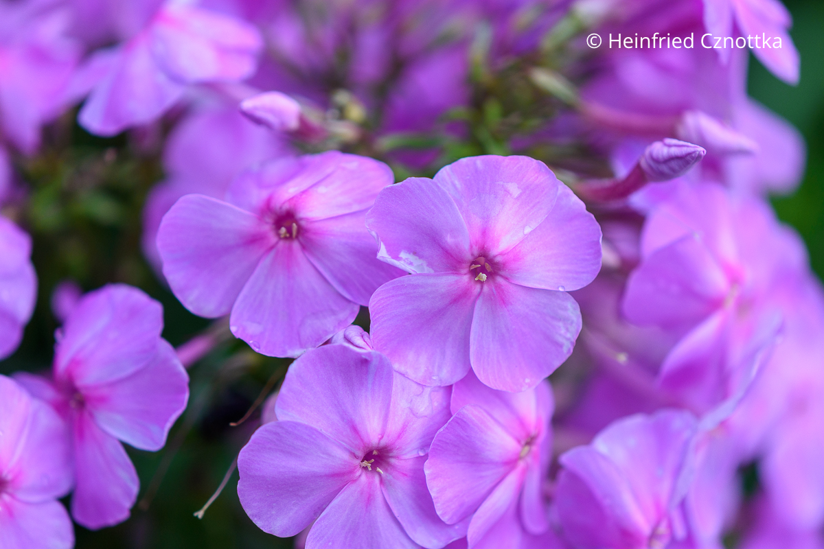 Blüten einer Hohen Flammenblume (Phlox paniculata) mit dunklerem Auge Blüten einer Hohen Flammenblume (Phlox paniculata) in Pink mit dunklerem Auge