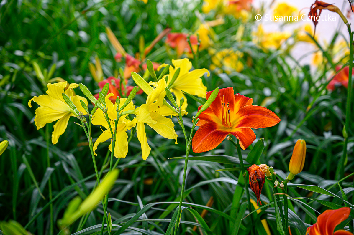 Taglilien (Hemerocallis-Hybriden) miteinander kombinieren: 'Pamela' (gelb) und 'Norton Hall' (rot) Gelbe Taglilie (Hemerocallis-Hybride) 'Pamela' und hellrote Taglilie 'Norton Hall' mit gelbem Schlund