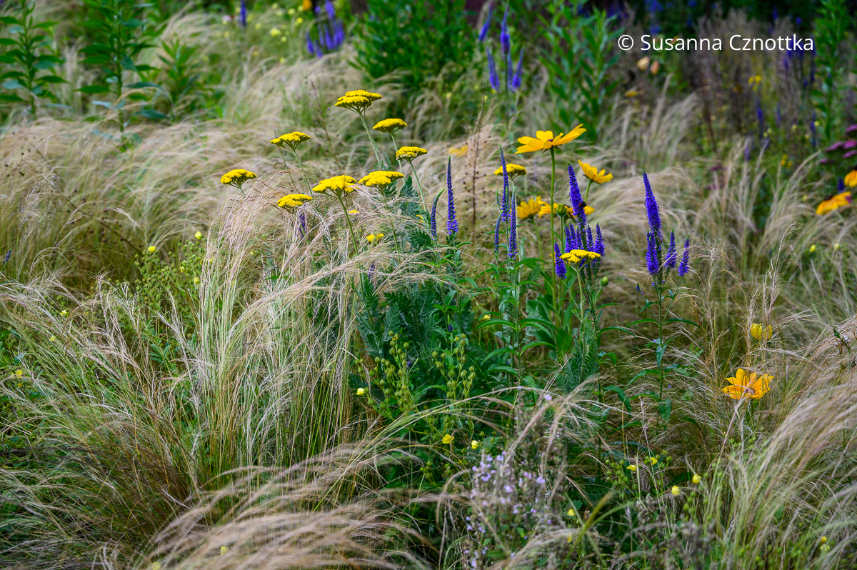 Langblättriger Ehrenpreis (Veronica longifolia), gelbe Schafgarbe (Achillea) und Rauer Sonnenhut (Rudbeckia hirta) mit Zartem Federgras Blauer Langblättriger Ehrenpreis (Veronica longifolia), gelbe Schafgarbe (Achillea) und Rauer Sonnenhut (Rudbeckia hirta) mit gelben Blüten in einer Fläche mit Zartem Federgras