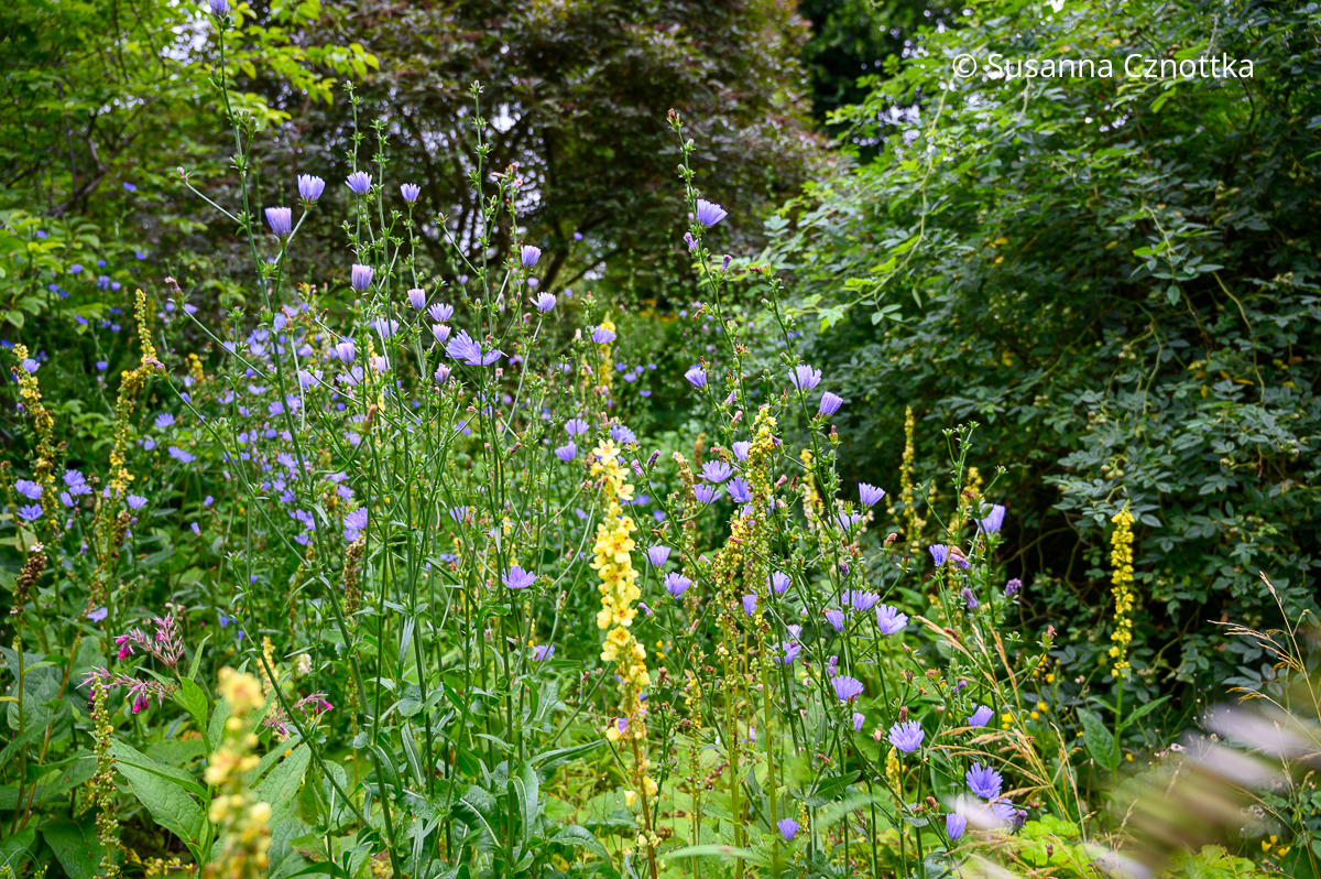 Wegwarte (Cichorium intybus) und Dunkle Königskerze (Verbascum nigrum) Wegwarte (Cichorium intybus) und Dunkle Königskerze (Verbascum nigrum)