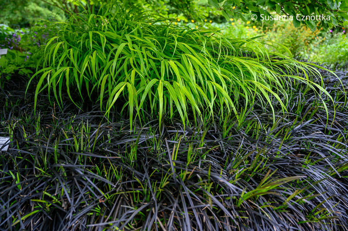 Farbkontrast ohne Blüten: Schwarzer Schlangenbart (Ophiopogon planiscapus) 'Nigrescens' und hellgrünes Japan-Berggras (Hakonechloa macra)