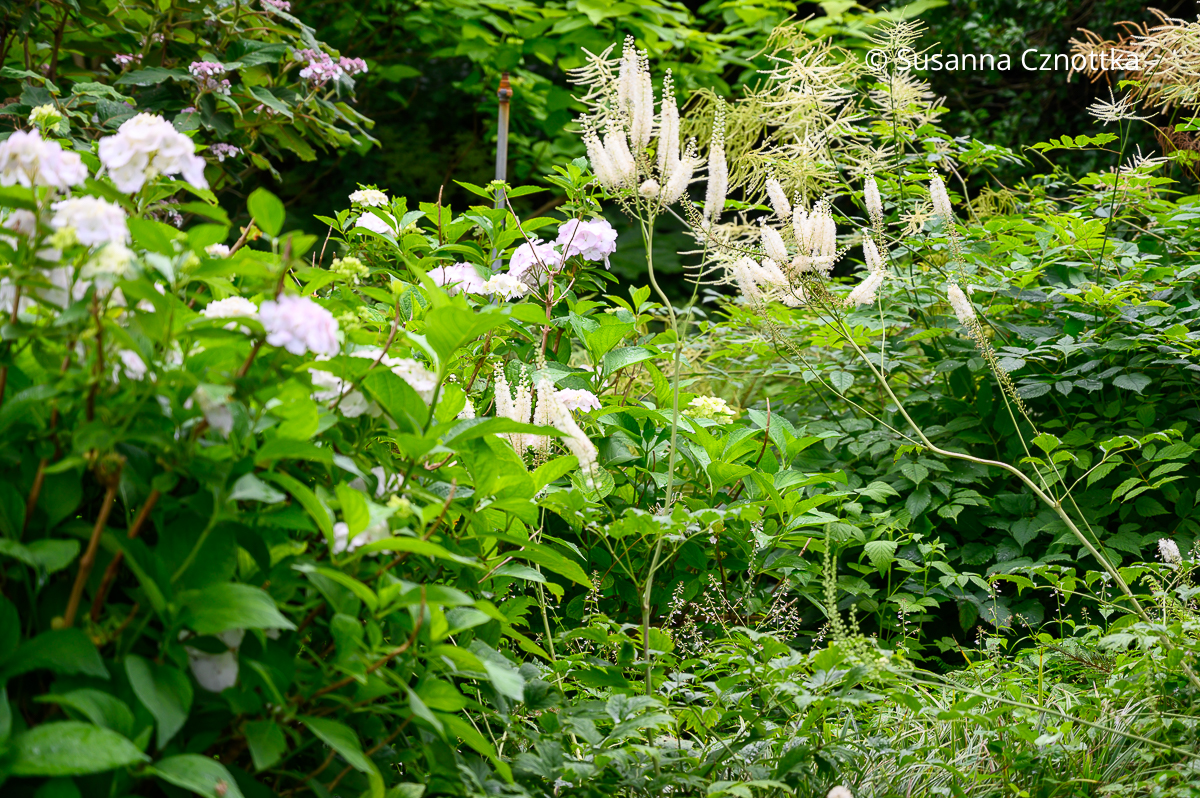 Beet im Halbschatten: Silberkerze, Bauern-Hortensie (Hydrangea macrophylla) 'White Ware' und Wald-Geißbart (Aruncus dioicus) Beet im Halbschatten: Silberkerze, Bauern-Hortensie (Hydrangea macrophylla) 'White Ware' und Wald-Geißbart (Aruncus dioicus)