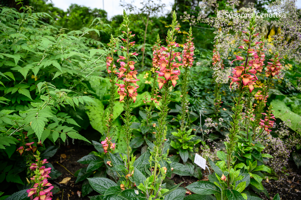 Digitalis (purpurea x Isoplexis canariensis) 'Illumination Pink' Digitalis (purpurea x Isoplexis canariensis) 'Illumination Pink' hat rosa Blüten mit gelbem Schlund