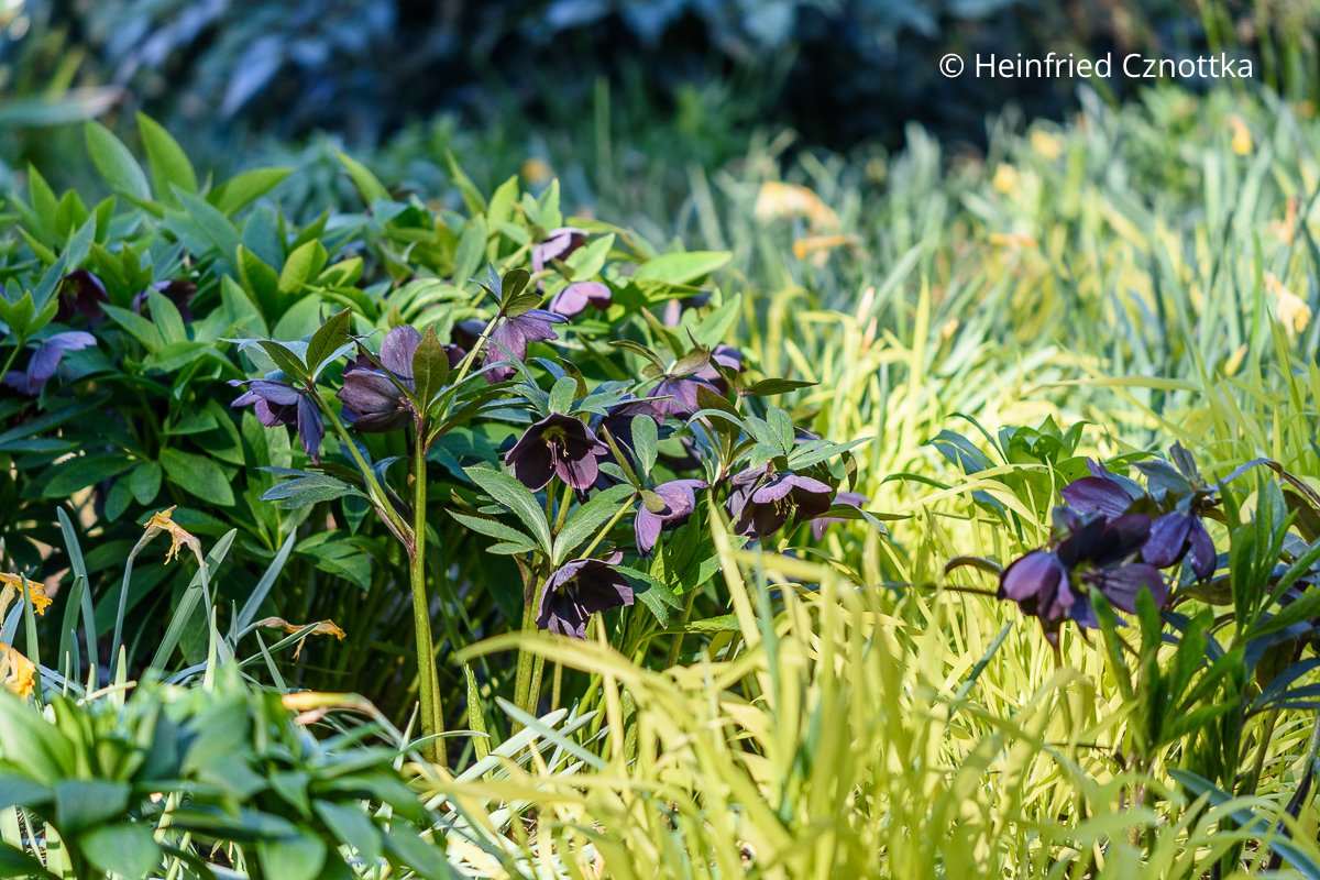 Lenzrosen (Helleborus x hybridus) und Gold-Flattergras (Milium effusum)'Aureum' im Halbschatten