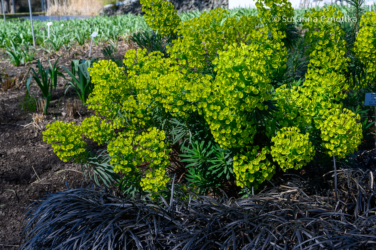 Schwarzen Schlangenbart kombinieren: mit der Mittelmeer-Wolfsmilch (Euphorbia characias ssp. wulfenii)
